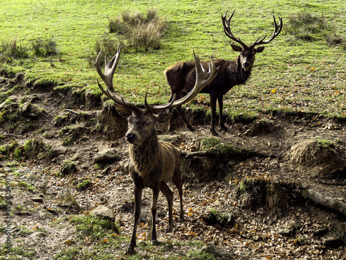 campagne, animaux
environnement  étang sete Aveyron