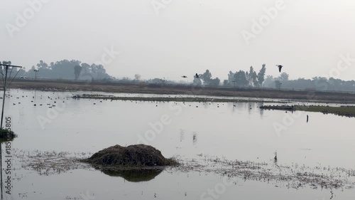 Migratory birds in wetland