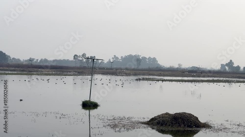 Migratory birds in wetland