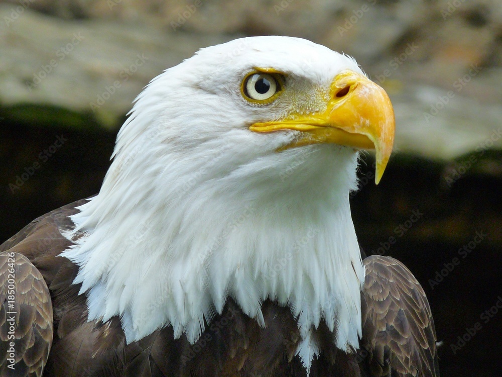 Obraz premium A powerful bald eagle close-up displaying its distinct white feathered head, bright yellow beak, and vigilant golden eye, capturing the essence of American wildlife and nature.