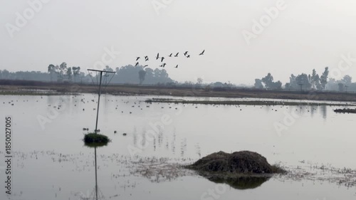 Migratory birds in wetland