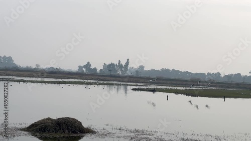 Migratory birds in wetland