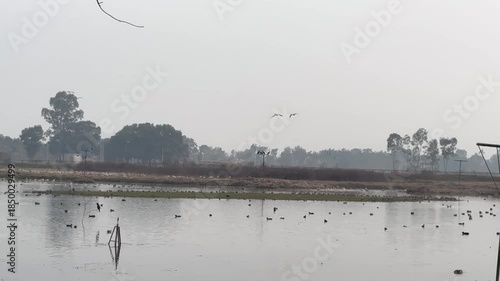 Migratory birds in wetland