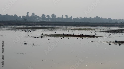 Migratory birds in wetland
