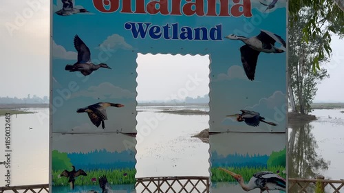 Migratory birds in wetland