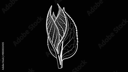 White Line Drawing of Tea Leaves.