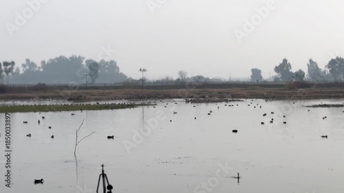 Migratory birds in wetland