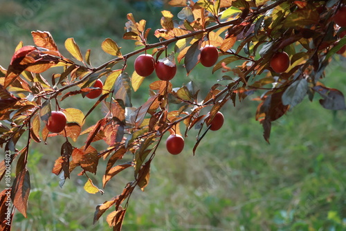 Bilde på lerret red plum tree summer