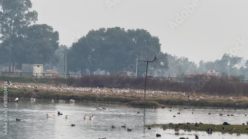 Migratory birds in wetland