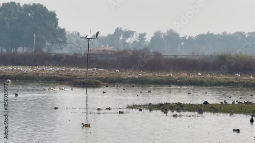Migratory birds in wetland