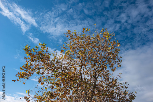 The plane tree. Its leaves have started to turn yellow and fall in autumn.