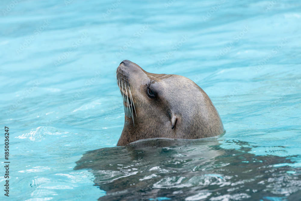 Obraz premium California Sea Lion (Zalophus californianus), common along the Pacific Coast of North America