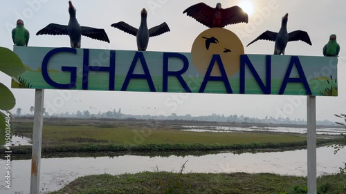 Migratory birds in wetland