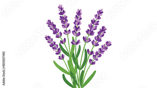 A vibrant illustration of lavender flowers with green stems and leaves creates a calming and aromatic botanical design.