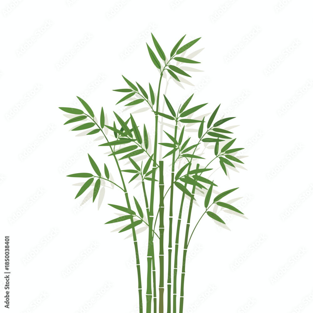 Fototapeta premium Vector illustration of a bamboo plant with green leaves and stems, white background
