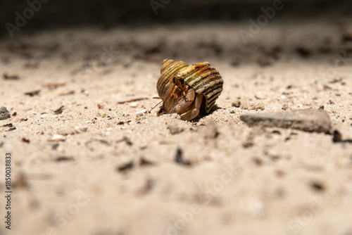 hermit crabon the sand in Maldives island
