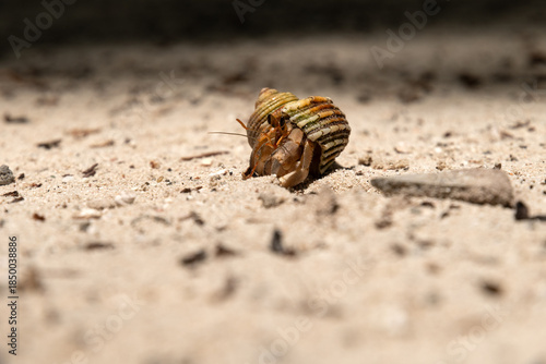 hermit crabon the sand in Maldives island