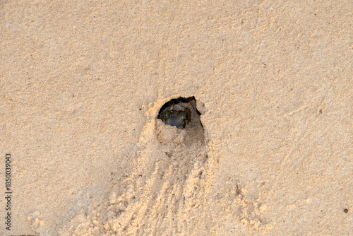 hermit crabon the sand in Maldives island