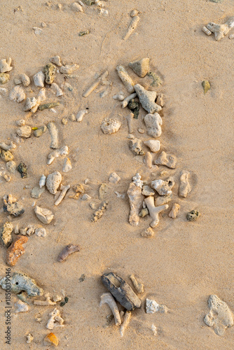 hermit crabon the sand in Maldives island