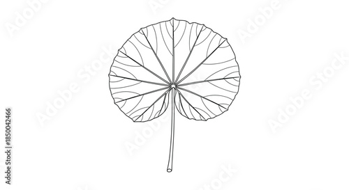 Single large fan shaped leaf with detailed veins drawn in black line art style for botanical study and coloring.