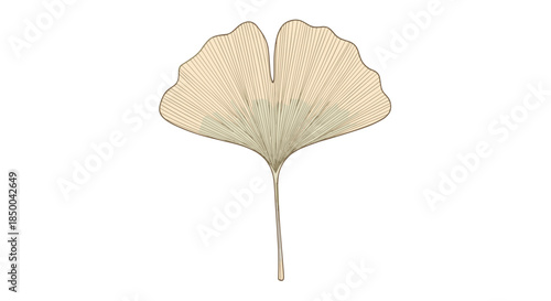 Detailed ginkgo biloba leaf illustration in a soft beige tone with fine radial lines, isolated on a white background for botanical themes.