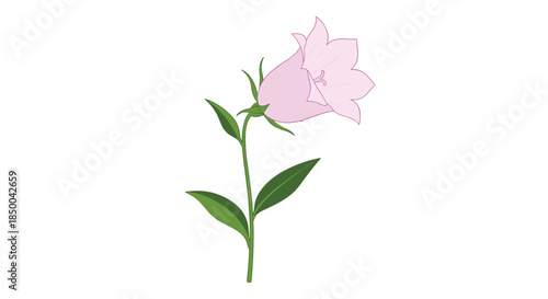 Beautiful pink bellflower illustration with a single bloom and green leaves on a slender stem, isolated on a white background.