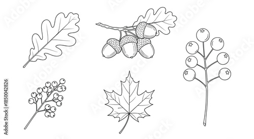 Collection of autumnal line art illustrations including oak and maple leaves, a cluster of berries, and acorns on a branch.