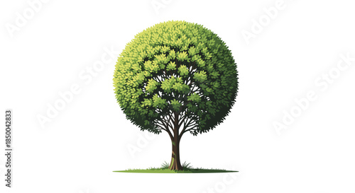 Realistic and detailed illustration of a large deciduous tree with a perfectly round green canopy and thick brown trunk.
