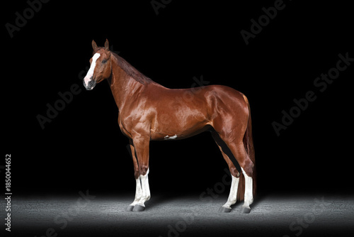 Horse close up exterior