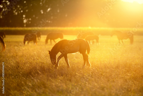Foal grazing at sunrise