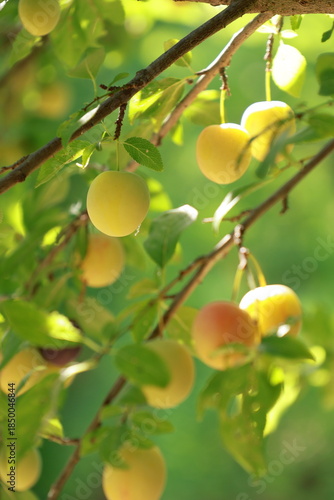 Wallpaper Mural plum tree summer garden Torontodigital.ca