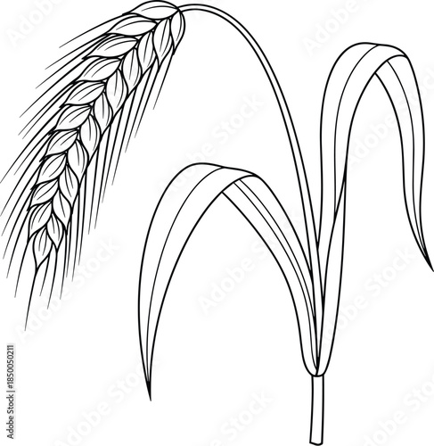 Wheat Ears Black White Illustration