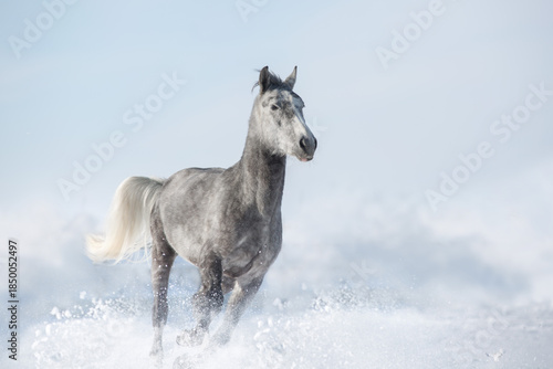Wallpaper Mural White horse run in snow Torontodigital.ca