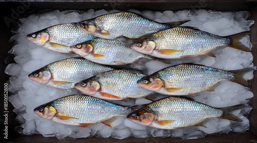 Freshly caught fish arranged on ice within a rectangular container. Top-down view. Close-up
