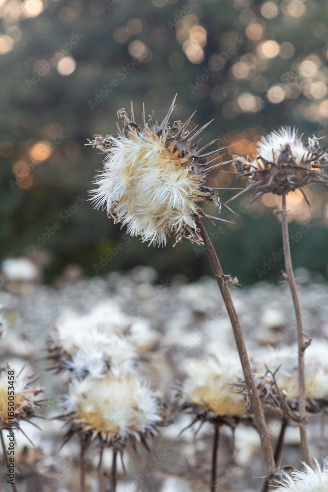 Obraz premium Milk thistle seed head - Latin name - Silybum marianum