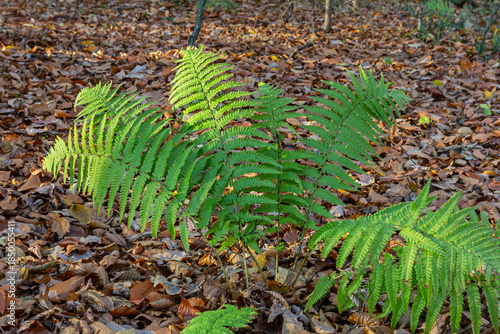Canvas Print Worm fern, Dryopteris filix-mas, is a poisonous forest plant that is also used a