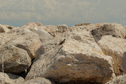 passero con alcuni piccoli pezzi di vegetazione nel becco, fermo sopra un grande masso di una scogliera frangiflutti sul mare, di giorno, in estate