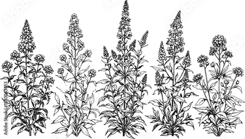 Black and white illustration of a cluster of tall plants with spiky flowers
