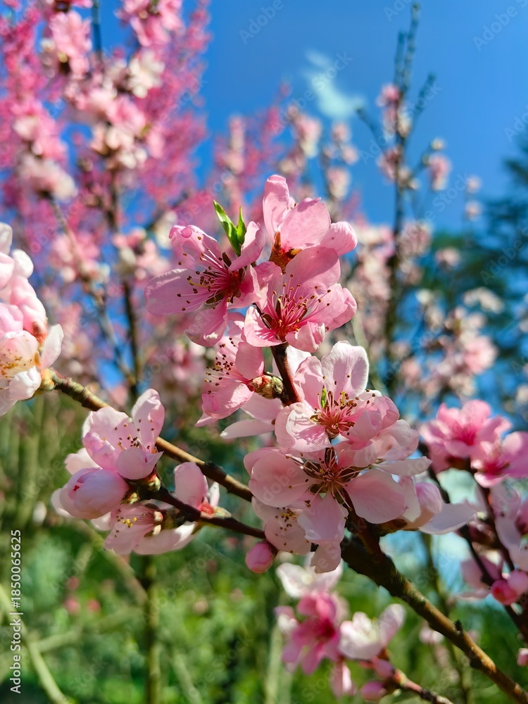 Obraz premium pink cherry blossom