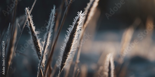 Frozen plant stalks covered in sparkling hoarfrost during a cold winter morning, capturing the season's icy beauty