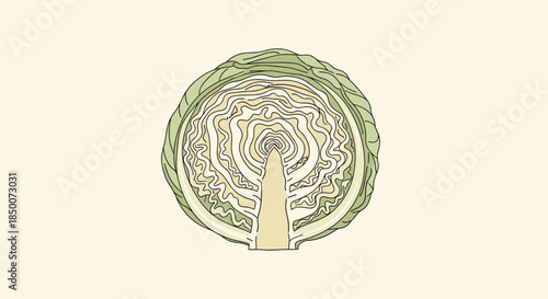 High detail cross section of fresh green cabbage showing internal leaf structure and organic layers for healthy diet and vegetarian food.