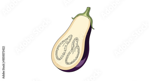 Cross section of a purple eggplant showing its white interior flesh and seeds in a detailed hand-drawn style isolated on a white background.