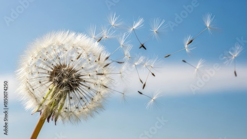Wallpaper Mural Close-up of Dandelion Seed Head Dispersing Seeds Against a Bright Blue Sky Torontodigital.ca