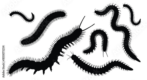 Set of centipedes crawling in various directions on white background