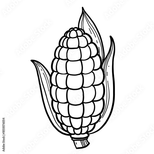 Fresh ripe corn linear drawing on white background