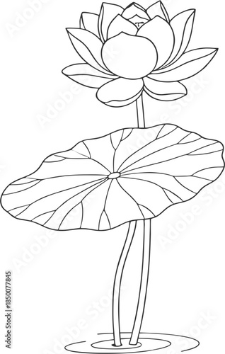 Elegant line art illustration of blooming water lilies and buds