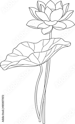 Elegant line art illustration of blooming water lilies and buds