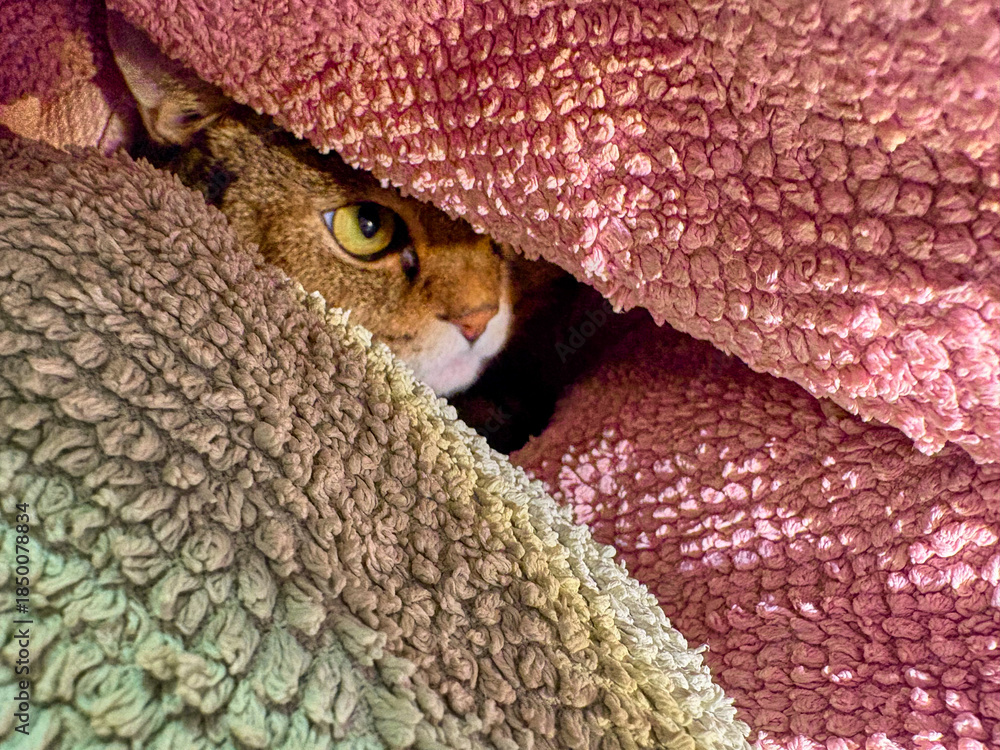 Obraz premium A cat looks out from a hole between two towels.