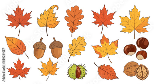 Autumn Leaves and Nuts Isolated on White Background