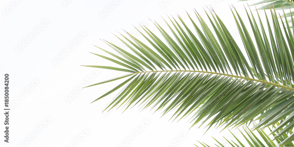 Obraz premium Hoja de palmera